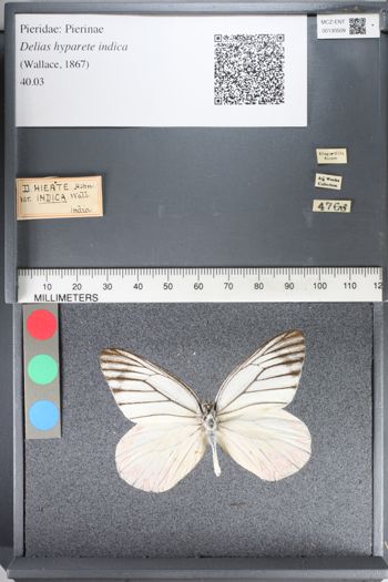 Media type: image;   Entomology 130509